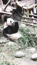 Pandi panda